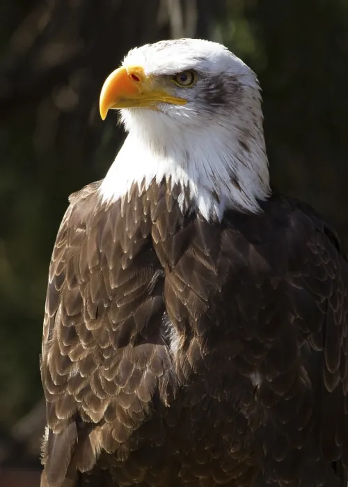 Framed Print : Bald Eagle Bird of prey close up Framed Print : Bald Eagle Bird of prey close up