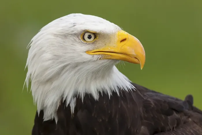Framed Print : Bald Eagle (Haliaeetus leucocephalus) Framed Print : Bald Eagle (Haliaeetus leucocephalus)