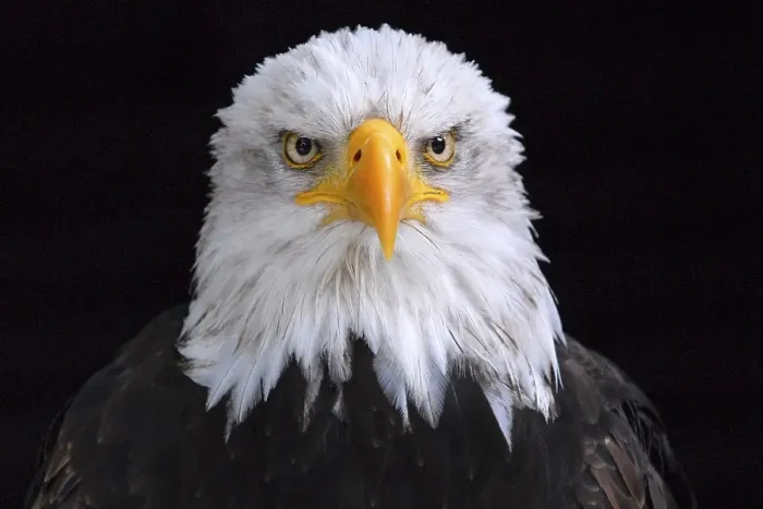 Framed Print : Bald Eagle (Haliaeetus leucocephalus) Framed Print : Bald Eagle (Haliaeetus leucocephalus)