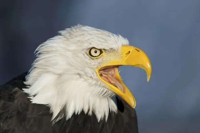 Framed Print : Bald eagle (Haliaeetus leucocephalus) Framed Print : Bald eagle (Haliaeetus leucocephalus)