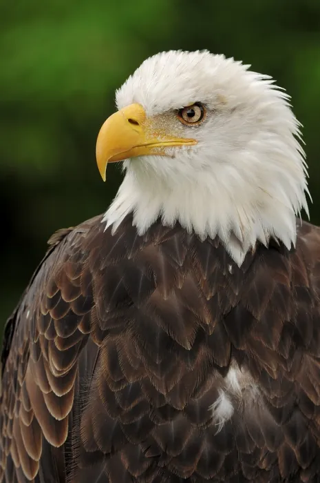 Framed Print : Bald eagle (Haliaeetus leucocephalus)