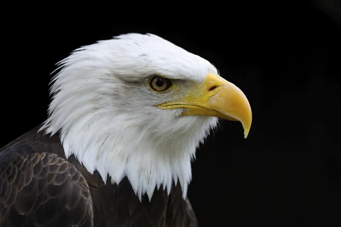Framed Print : Bald Eagle (Haliaeetus leucocephalus)