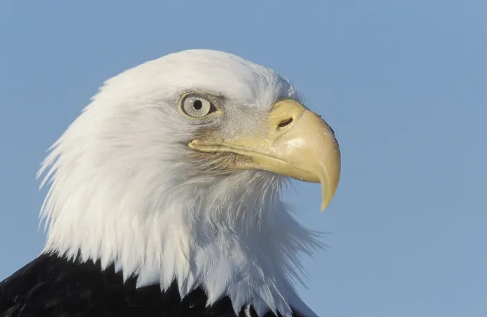 Framed Print : Bald Eagle (Haliaeetus leucocephalus) Framed Print : Bald Eagle (Haliaeetus leucocephalus)