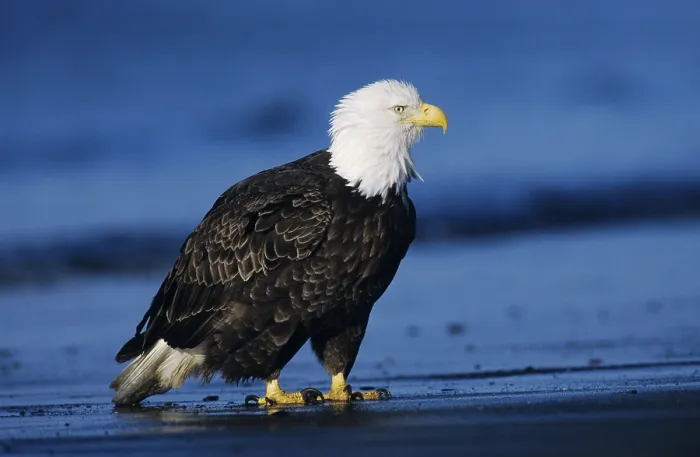Framed Print : Bald Eagle (Haliaeetus leucocephalus)