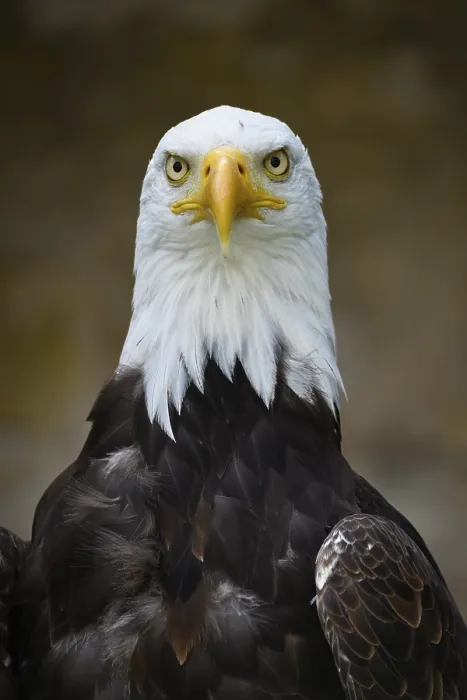 Framed Print : Bald Eagle (Haliaeetus leucocephalus)