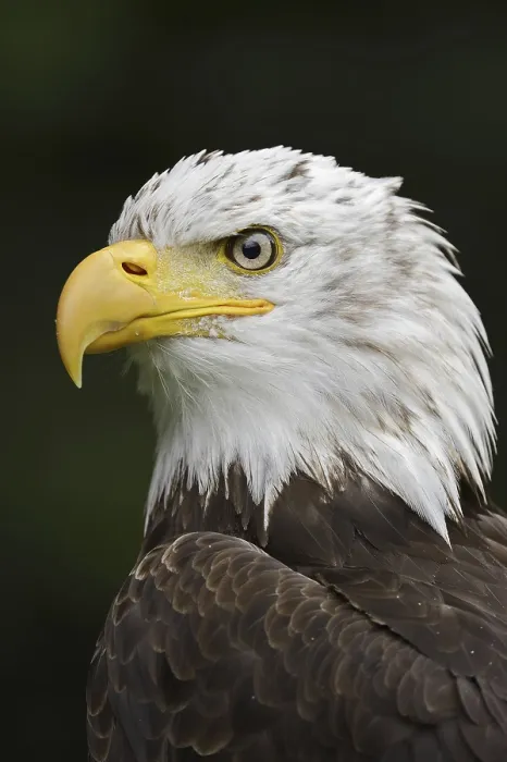 Framed Print : Bald eagle (Haliaeetus leucocephalus) Framed Print : Bald eagle (Haliaeetus leucocephalus)