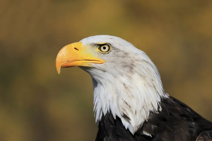 Framed Print : Bald Eagle (Haliaeetus leucocephalus) Framed Print : Bald Eagle (Haliaeetus leucocephalus)