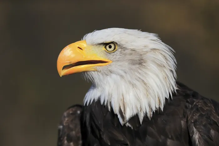 Framed Print : Bald eagle (Haliaeetus leucocephalus) Framed Print : Bald eagle (Haliaeetus leucocephalus)
