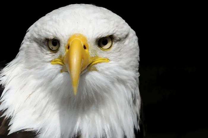Framed Print : Bald eagle, Haliaeetus leucocephalus