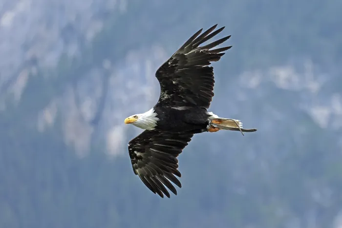 Framed Print : Bald eagle (Haliaeetus leucocephalus)