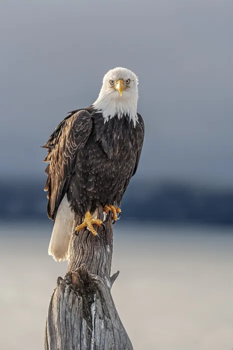 Framed Print : Bald eagle, Haliaeetus leucocephalus Framed Print : Bald eagle, Haliaeetus leucocephalus