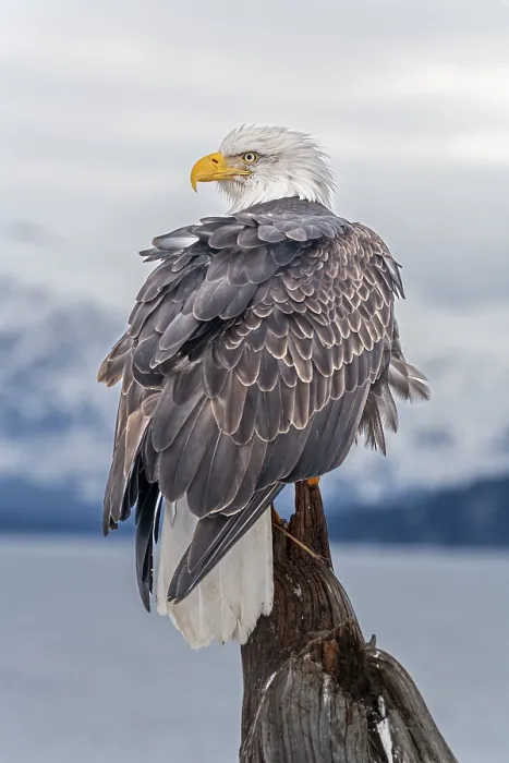 Framed Print : Bald eagle, Haliaeetus leucocephalus Framed Print : Bald eagle, Haliaeetus leucocephalus
