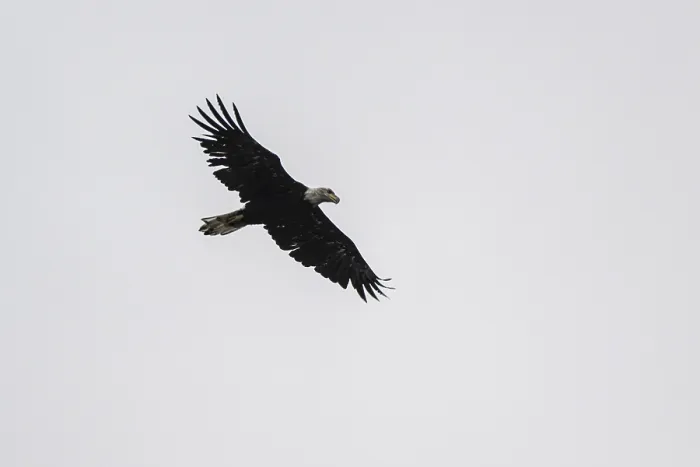 Framed Print : Bald eagle (Haliaeetus leucocephalus) Framed Print : Bald eagle (Haliaeetus leucocephalus)