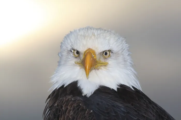 Framed Print : Bald eagle (Haliaeetus leucocephalus), Alaska, USA