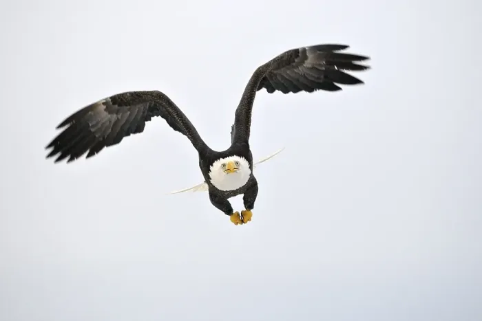 Framed Print : Bald Eagle (Haliaeetus leucocephalus) in flight