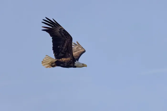 Framed Print : The Bald eagle (Haliaeetus leucocephalus) in flight Framed Print : The Bald eagle (Haliaeetus leucocephalus) in flight