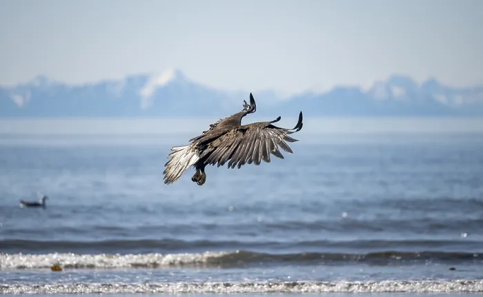 Framed Print : Bald eagle (Haliaeetus leucocephalus) in flight Framed Print : Bald eagle (Haliaeetus leucocephalus) in flight