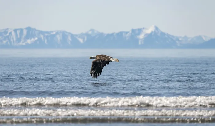 Framed Print : Bald eagle (Haliaeetus leucocephalus) in flight