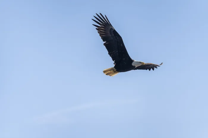 Framed Print : Bald eagle (Haliaeetus leucocephalus) in flight