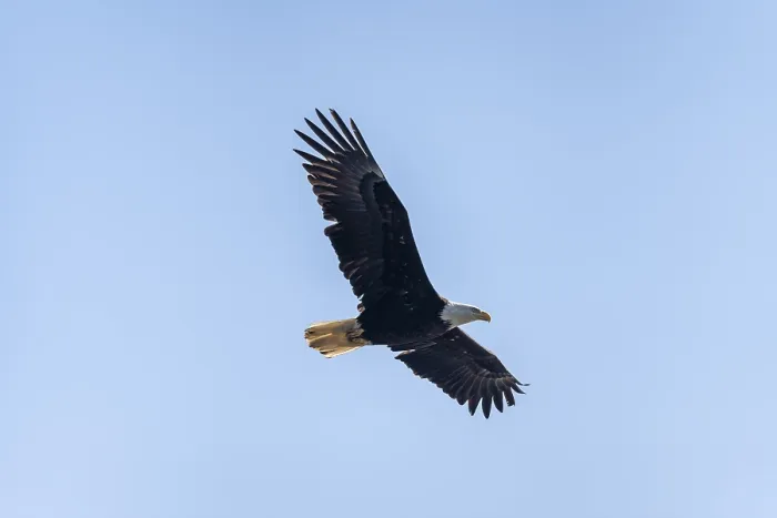 Framed Print : Bald eagle (Haliaeetus leucocephalus) in flight