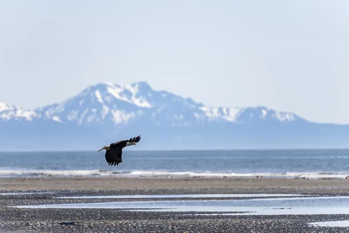 Framed Print : Bald eagle (Haliaeetus leucocephalus) in flight on the beach of Anchor Point at Cook Inlet Framed Print : Bald eagle (Haliaeetus leucocephalus) in flight on the beach of Anchor Point at Cook Inlet
