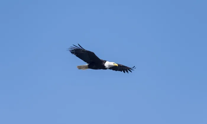 Framed Print : Bald eagle (Haliaeetus leucocephalus) in flight against a blue sky