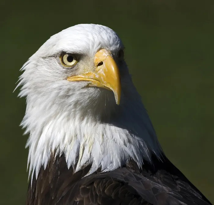 Framed Print : Bald Eagle (Haliaeetus leucocephalus) portrait