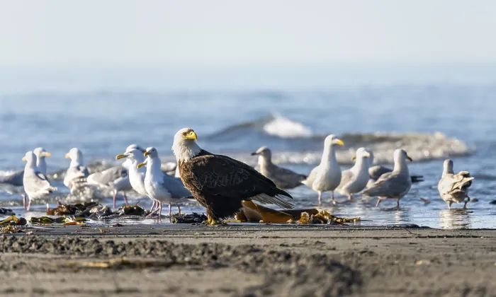 Framed Print : Bald eagle (Haliaeetus leucocephalus) sitting on the beach among gulls