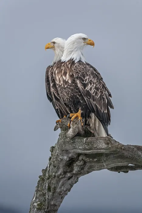 Framed Print : Two bald eagles, Haliaeetus leucocephalus Framed Print : Two bald eagles, Haliaeetus leucocephalus