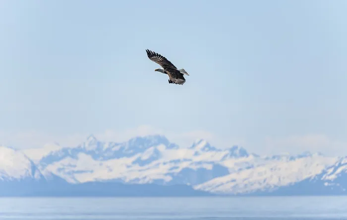 Framed Print : Bald eagles (Haliaeetus leucocephalus) flying on the beach at Anchor Point on Cook Inlet Framed Print : Bald eagles (Haliaeetus leucocephalus) flying on the beach at Anchor Point on Cook Inlet