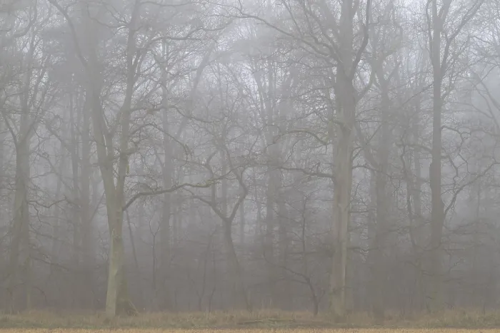 Framed Print : Bald oaks (Quercus robur) in winter in the fog