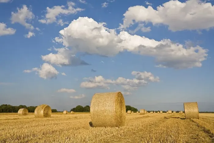 Framed Print : Bale of straw on a grain field