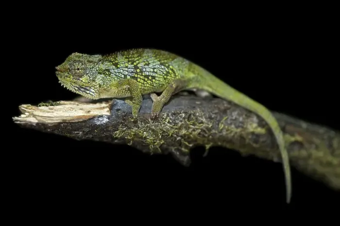 Framed Print : Bale Two-horned chameleon (Triocerus balebicornutus)