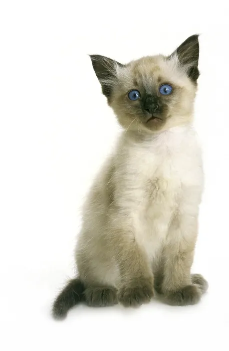 Framed Print : Balinese domestic cat, kitten against white background