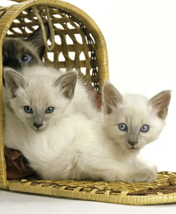 Framed Print : BALINESE DOMESTIC CAT, MOTHER WITH KITTEN IN BASKET