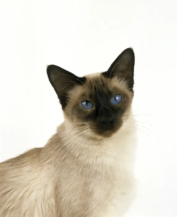 Framed Print : Balinese domestic cat, portrait of an adult against a white background
