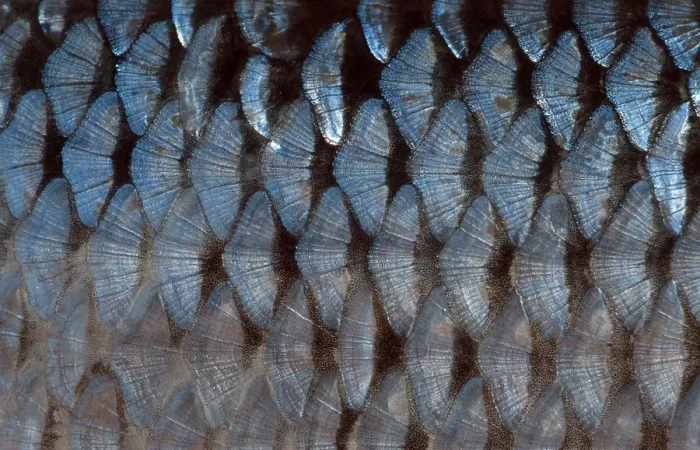 Framed Print : Balkan Roach, scales (Rutilus rutilus)