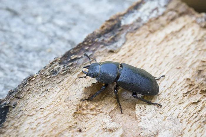 Framed Print : Balkenschroeter, lesser stag beetle