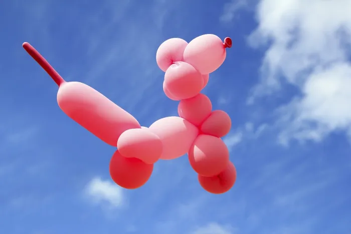 Framed Print : Balloon with poodle dog caniche shape flying in blue sky sunny day