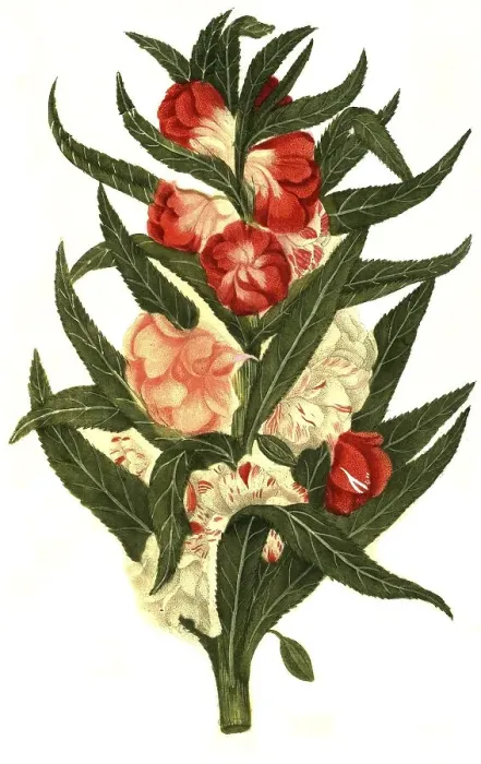 Framed Print : Balsamine foemina flore pleno colore mixto