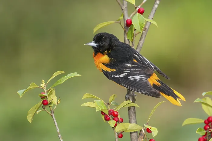 Framed Print : Baltimore Oriole (Icterus galbula) male perched on a branch Framed Print : Baltimore Oriole (Icterus galbula) male perched on a branch