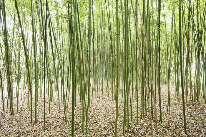 Framed Print : Bamboo (Bambus fargesia) grove