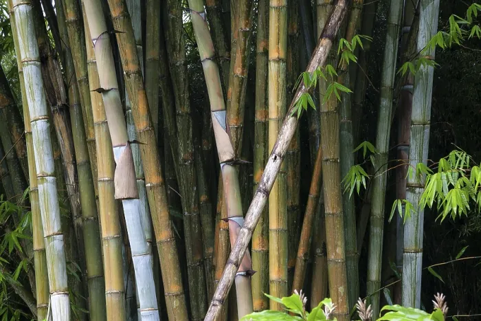 Framed Print : Bamboo (Bambusoideae), bamboo grove