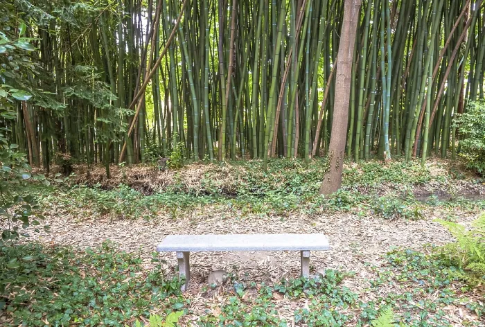 Framed Print : Bamboo botanical garden. Useful concept for zen
