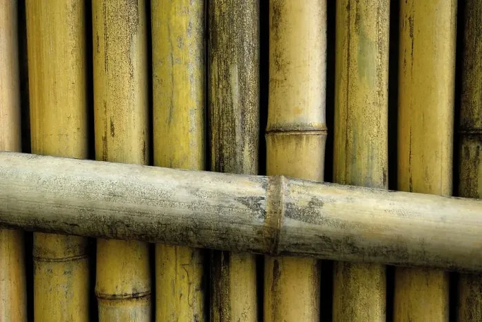 Framed Print : Bamboo fence, Japan, Asia