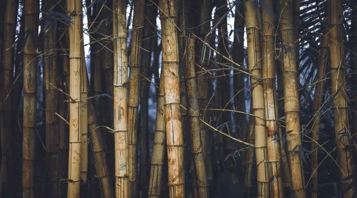 Framed Print : Bamboo spot in the Road to Hana trip in Maui