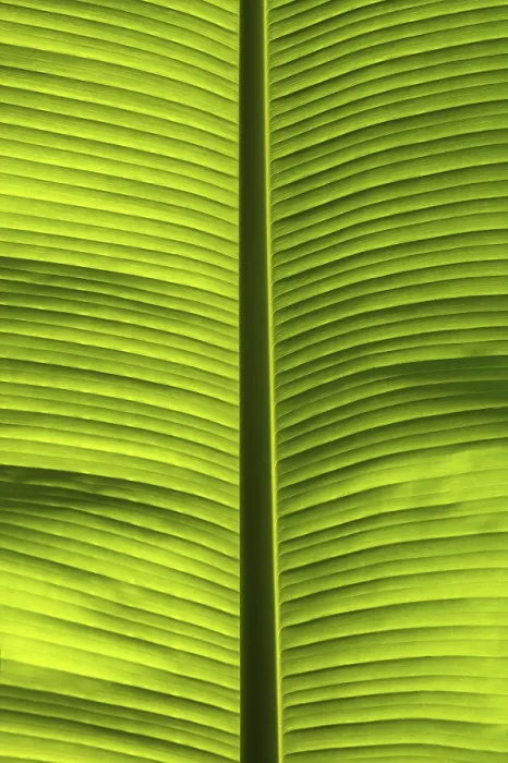 Framed Print : Banana leaf (Musaceae), France