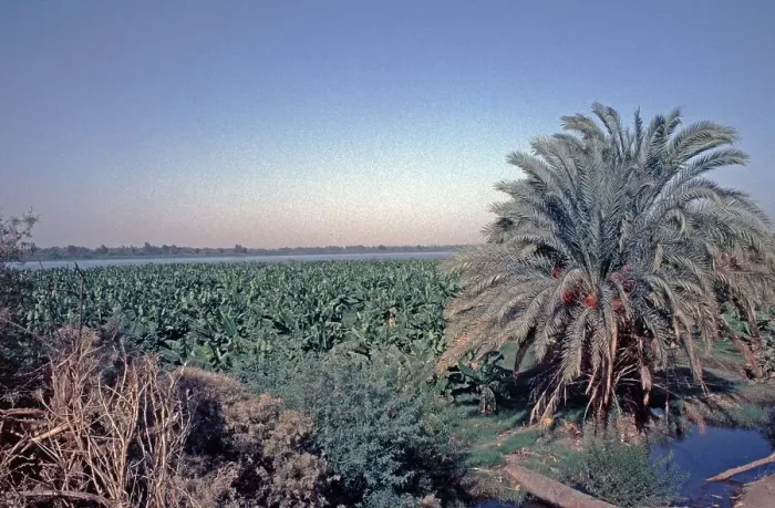 Framed Print : Banana plantation near Ed-Deir, palm tree, Nile, Nile Valley, Egypt, September 1989, vintage, retro, old, historical, Africa