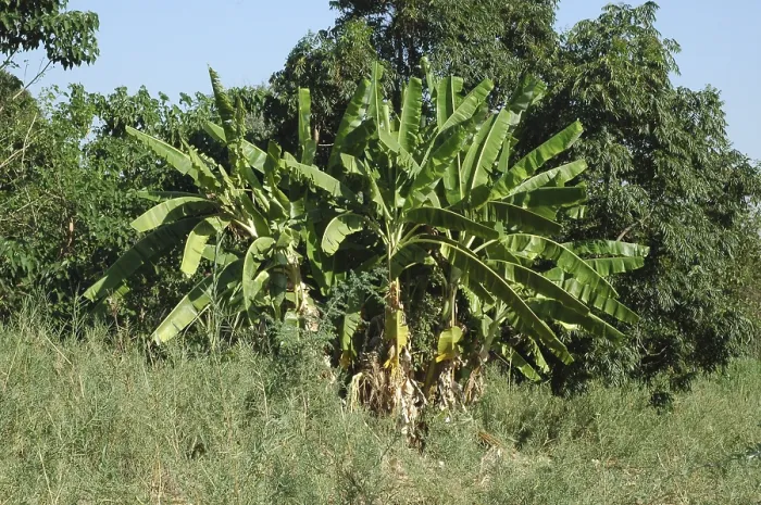 Framed Print : Banana plants (Musa x paradisiaca (M)