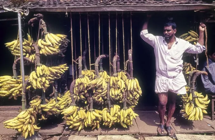 Framed Print : Banana shop at Tirur in Malappuram